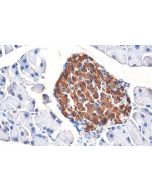 INS Polyclonal antibody proteintech 15848-1-AP