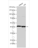 G6PC Polyclonal antibody proteintech 29084-1-AP