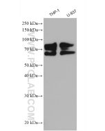 TNFR2/CD120b Polyclonal antibody proteintech 28746-1-AP