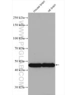 GAP43 Polyclonal antibody proteintech 16971-1-AP