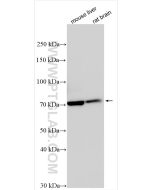 DLL3 Polyclonal antibody proteintech 25535-1-AP