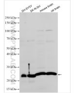 PUMA Polyclonal antibody proteintech 55120-1-AP