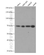SRF Monoclonal antibody proteintech 66742-1-Ig