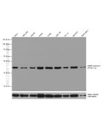 AMPK Gamma 1 Monoclonal antibody proteintech 67182-1-Ig