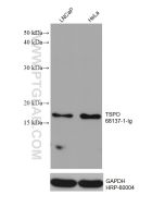 TSPO/PBR Monoclonal antibody proteintech 68137-1-Ig