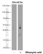 Phospho-TDP43 (Ser409/410) Monoclonal antibody proteintech 66318-1-Ig