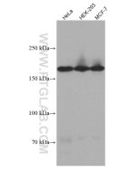 PELP1 Monoclonal antibody proteintech 67050-1-Ig