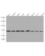 G3BP1 Monoclonal antibody proteintech 66486-1-Ig
