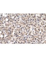m7G Monoclonal antibody proteintech 68302-1-Ig