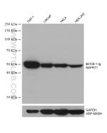 NAPRT1 Monoclonal antibody proteintech 66159-1-Ig