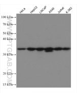 MGME1 Monoclonal antibody proteintech 67468-1-Ig