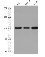 FGFR4 Monoclonal antibody proteintech 67800-1-Ig