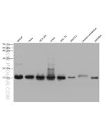 Histone H2B Monoclonal antibody proteintech 68393-1-Ig