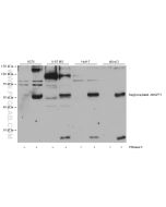Angiopoietin 1 Monoclonal antibody proteintech 68618-1-Ig