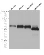 NMDAR1/GRIN1 Monoclonal antibody proteintech 67717-1-Ig