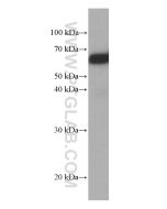 TBL1X Monoclonal antibody proteintech 66955-1-Ig