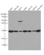GCLM Monoclonal antibody proteintech 66808-1-Ig