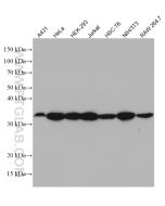 S6 Ribosomal protein Monoclonal antibody proteintech 66886-1-Ig
