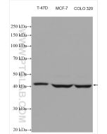 NR1H3 Monoclonal antibody proteintech 60134-1-Ig