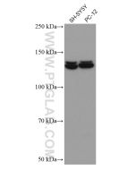 PI3 Kinase p110 Beta Monoclonal antibody proteintech 67121-1-Ig