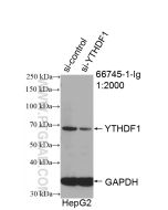 YTHDF1 Monoclonal antibody proteintech 66745-1-Ig