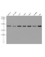 4-1BBL/TNFSF9 Monoclonal antibody proteintech 66450-1-Ig