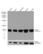 Profilin 1 Monoclonal antibody proteintech 67390-1-Ig