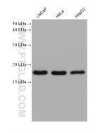ARF4 Monoclonal antibody proteintech 68204-1-Ig