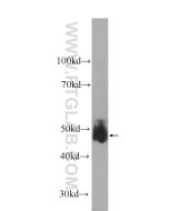 KCNN4 Monoclonal antibody proteintech 60276-1-Ig