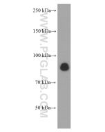 CX3CL1 Monoclonal antibody proteintech 60339-1-Ig