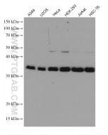 PPP2CA Monoclonal antibody proteintech 67809-1-Ig
