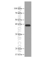 SPI1 Monoclonal antibody proteintech 66618-2-Ig
