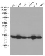 RAB27A Monoclonal antibody proteintech 66058-1-Ig