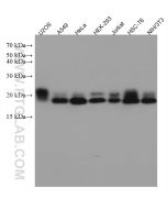 RAB2A Monoclonal antibody proteintech 67501-1-Ig