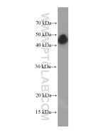 GNAS Monoclonal antibody proteintech 66253-1-Ig