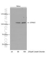 HIF2α/EPAS1 Monoclonal antibody proteintech 66731-1-Ig