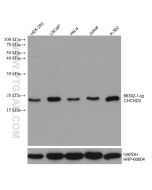 CHCHD2 Monoclonal antibody proteintech 66302-1-Ig