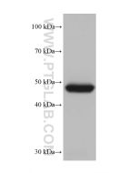 CYP3A4 Monoclonal antibody proteintech 67110-1-Ig