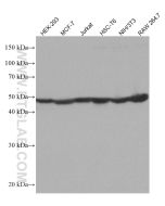 Ribosomal protein L4 Monoclonal antibody proteintech 67028-1-Ig