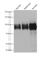 APP Monoclonal antibody proteintech 60342-1-Ig