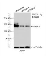 Integrin Alpha 3 Monoclonal antibody proteintech 66070-1-Ig