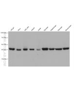 TTL Monoclonal antibody proteintech 66076-1-Ig