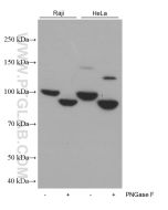 CD71 Monoclonal antibody proteintech 66180-1-Ig