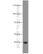 HDGF Monoclonal antibody proteintech 60064-1-Ig