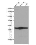 CX3CR1 Monoclonal antibody proteintech 66915-1-Ig