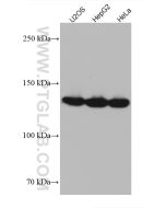 LRPPRC Monoclonal antibody proteintech 67679-1-Ig