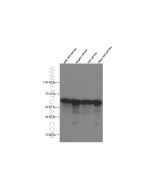 PDI Monoclonal antibody proteintech 66422-1-Ig
