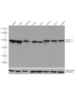 KIF20A Monoclonal antibody proteintech 67190-1-Ig