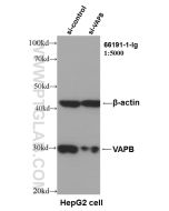 VAPB Monoclonal antibody proteintech 66191-1-Ig