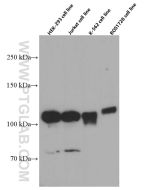 DGCR8 Monoclonal antibody proteintech 60084-1-Ig